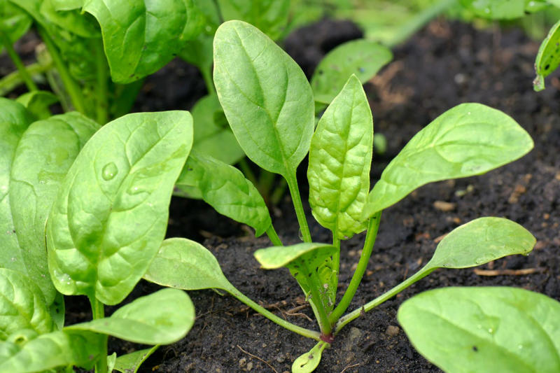 Radishes, Leaf Lettuces, Garden Cress, Asian Greens