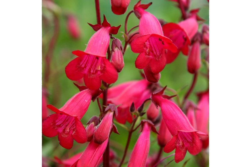 Ornamental, Arabis 'little treasure deep rose': £7.99, Jparkers.co.uk, Gladioli: £3.50, Waitrosegarden.com, Choisya × dewitteana White Dazzler: £21.59, Crocus.co.uk, Penstemon: £7.19, Crocus.co.uk, Allium ‘bubble bath’: £11.99, Crocus.co.uk, Nasturtiums: £3.19, Mr-fothergills.co.uk, Salvia ‘amistad’: £8.79, Crocus.co.uk, Edible plants, Kale: £1.39, Premierseedsdirect.com, Glasshouse cucumbers: £2.45, Chilternseeds.co.uk, Potatoes: £4.87, Mr-fothergills.co.uk, Lettuce: £1.55, Sowseeds.co.uk, Radish: £1.99, Mr-fothergills.co.uk, Onions: £2.49, Mr-fothergills.co.uk, Beetroot ‘chioggia’: 99p, Simplyseed.co.uk, Strawberry ‘toscana’: £7.99, Brooksidenursery.co.uk