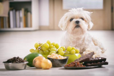要注意！犬が誤飲すると死ぬかもしれないモノ, 農薬・除草剤などの化学物質, チョコレートやネギ類など犬にとって有毒な食べ物, 折れた骨や針など尖ったモノ, すぐ病院へ！誤飲後の危険な症状, よだれが止まらない