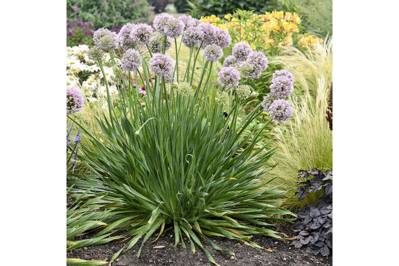Ornamental, Arabis 'little treasure deep rose': £7.99, Jparkers.co.uk, Gladioli: £3.50, Waitrosegarden.com, Choisya × dewitteana White Dazzler: £21.59, Crocus.co.uk, Penstemon: £7.19, Crocus.co.uk, Allium ‘bubble bath’: £11.99, Crocus.co.uk, Nasturtiums: £3.19, Mr-fothergills.co.uk, Salvia ‘amistad’: £8.79, Crocus.co.uk, Edible plants, Kale: £1.39, Premierseedsdirect.com, Glasshouse cucumbers: £2.45, Chilternseeds.co.uk, Potatoes: £4.87, Mr-fothergills.co.uk, Lettuce: £1.55, Sowseeds.co.uk, Radish: £1.99, Mr-fothergills.co.uk, Onions: £2.49, Mr-fothergills.co.uk, Beetroot ‘chioggia’: 99p, Simplyseed.co.uk, Strawberry ‘toscana’: £7.99, Brooksidenursery.co.uk