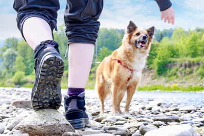 犬が散歩中に石を食べようとする心理, 1.「これは何だろう」という好奇心と探求心, 2.ストレスや退屈をしのぐため, 3.飼い主との遊びの一環, 4.お気に入りの石を持って帰りたい, 止めさせたい場合の適切なしつけ方法