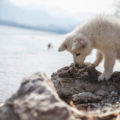 犬が散歩中に石を食べようとする心理, 1.「これは何だろう」という好奇心と探求心, 2.ストレスや退屈をしのぐため, 3.飼い主との遊びの一環, 4.お気に入りの石を持って帰りたい, 止めさせたい場合の適切なしつけ方法