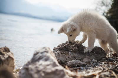 犬が散歩中に石を食べようとする心理, 1.「これは何だろう」という好奇心と探求心, 2.ストレスや退屈をしのぐため, 3.飼い主との遊びの一環, 4.お気に入りの石を持って帰りたい, 止めさせたい場合の適切なしつけ方法