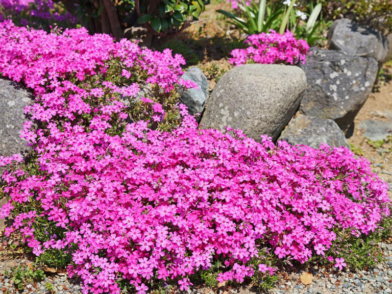 Blue Star Creeper, Creeping Phlox, Creeping Thyme, Crested Iris, Eastern Bee Balm, Frogfruit, Golden Ragwort, Green-and-Gold, Lyreleaf Sage, Wild Blue Phlox