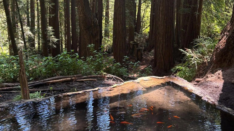 Hike to the Pogonip Koi Pond in the redwoods, Help maintain one of California's oldest cemeteries, Take a dance class in the lavish Palomar Ballroom, Have a beach bonfire at Seabright Beach, Methodology