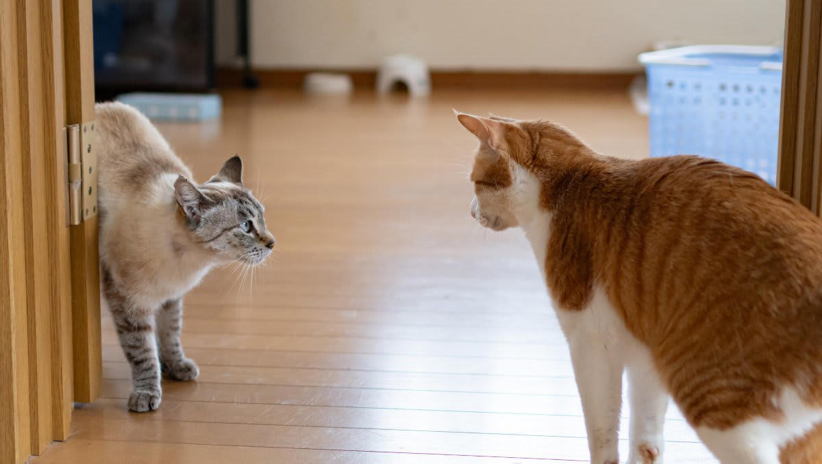 猫を「1匹だけ」飼う4つのメリット, 1.愛情を独占できる, 2.ストレスが少ない, 3.金銭的な負担が軽い, 4.管理がしやすい, 実は「多頭飼い」が向かないケース, 猫を1匹で飼うデメリットと対策