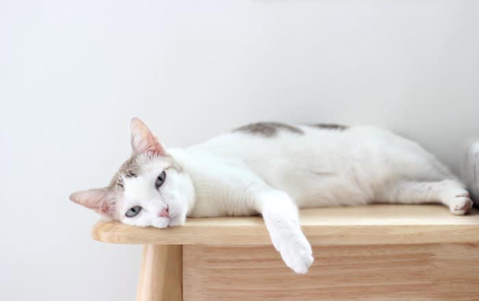 猫を「1匹だけ」飼う4つのメリット, 1.愛情を独占できる, 2.ストレスが少ない, 3.金銭的な負担が軽い, 4.管理がしやすい, 実は「多頭飼い」が向かないケース, 猫を1匹で飼うデメリットと対策