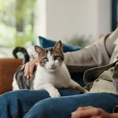 猫を「1匹だけ」飼う4つのメリット, 1.愛情を独占できる, 2.ストレスが少ない, 3.金銭的な負担が軽い, 4.管理がしやすい, 実は「多頭飼い」が向かないケース, 猫を1匹で飼うデメリットと対策