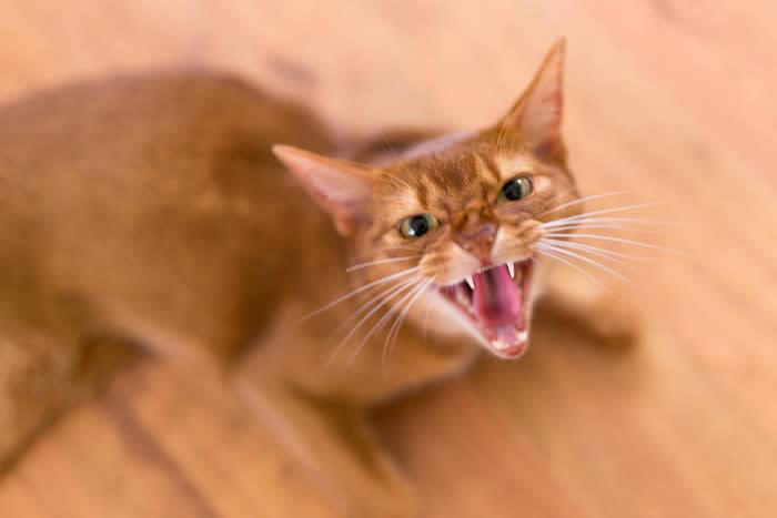 猫が嫌いな相手に発する3つの鳴き声, 威嚇と拒絶の「シャーッ」, 攻撃性優位な不快感「ウーッ」, 最大レベルの敵意「ギャアァァッ」, 猫からの「嫌い」を発せられたらどうする？