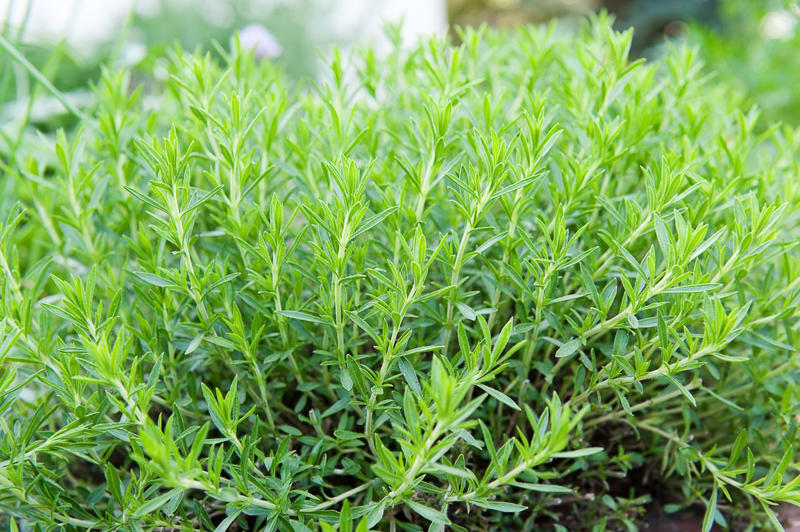 Cilantro, Lemon Balm, Sweet Woodruff, Tarragon, Curly-leafed Parsley, Costmary, Sweet Cicely
