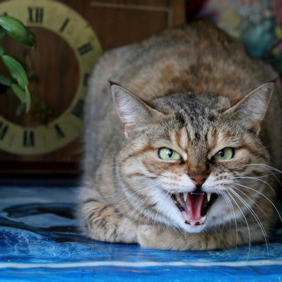 猫が嫌いな相手に発する3つの鳴き声, 威嚇と拒絶の「シャーッ」, 攻撃性優位な不快感「ウーッ」, 最大レベルの敵意「ギャアァァッ」, 猫からの「嫌い」を発せられたらどうする？