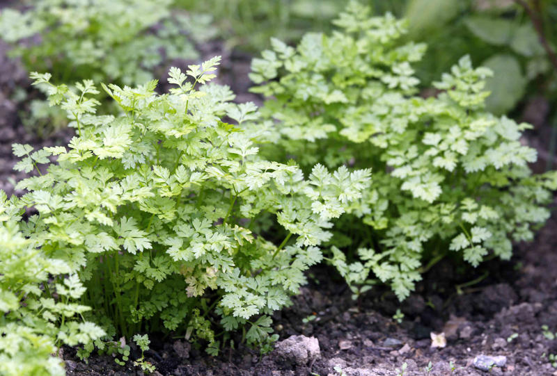 Cilantro, Lemon Balm, Sweet Woodruff, Tarragon, Curly-leafed Parsley, Costmary, Sweet Cicely