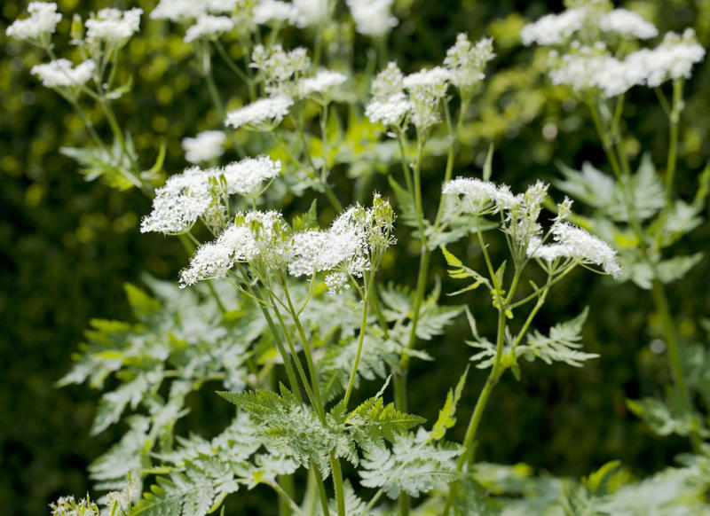 Cilantro, Lemon Balm, Sweet Woodruff, Tarragon, Curly-leafed Parsley, Costmary, Sweet Cicely