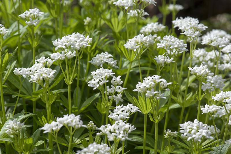Cilantro, Lemon Balm, Sweet Woodruff, Tarragon, Curly-leafed Parsley, Costmary, Sweet Cicely