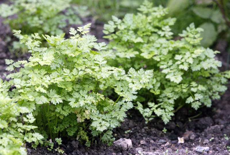 Cilantro, Lemon Balm, Sweet Woodruff, Tarragon, Curly-leafed Parsley, Costmary, Sweet Cicely