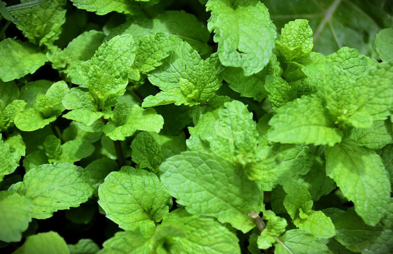 Cilantro, Lemon Balm, Sweet Woodruff, Tarragon, Curly-leafed Parsley, Costmary, Sweet Cicely