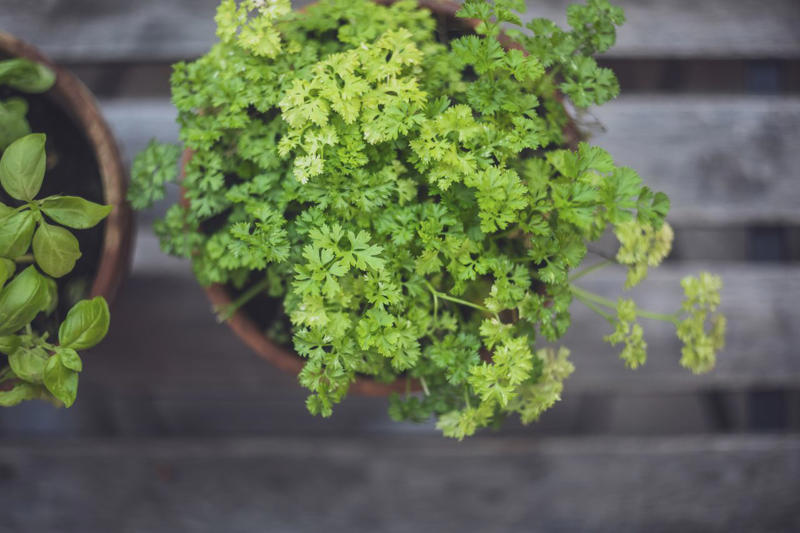 Cilantro, Lemon Balm, Sweet Woodruff, Tarragon, Curly-leafed Parsley, Costmary, Sweet Cicely