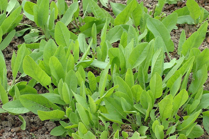 Cilantro, Lemon Balm, Sweet Woodruff, Tarragon, Curly-leafed Parsley, Costmary, Sweet Cicely