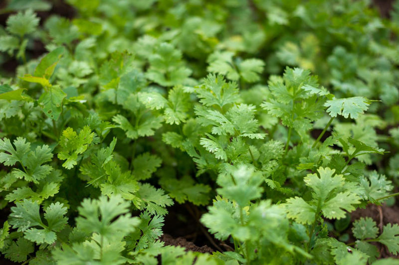Cilantro, Lemon Balm, Sweet Woodruff, Tarragon, Curly-leafed Parsley, Costmary, Sweet Cicely