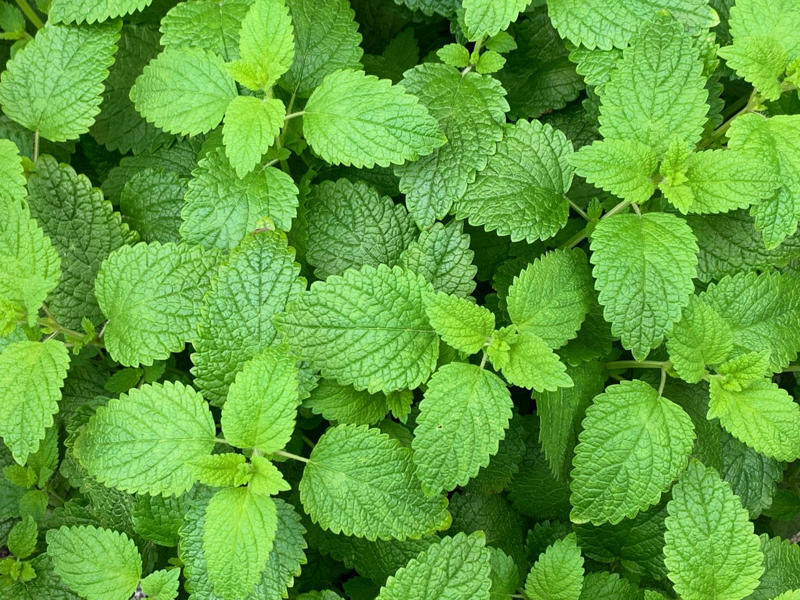 Cilantro, Lemon Balm, Sweet Woodruff, Tarragon, Curly-leafed Parsley, Costmary, Sweet Cicely