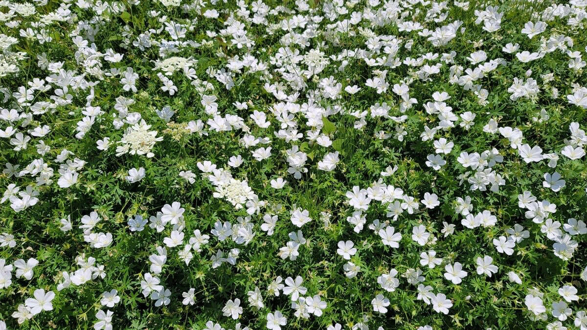 わが家の庭に植えてよかった！モリモリ花が咲く ゲラニウム, ゲラニウムは、半日陰の庭でも育てられます, ゲラニウムのお手入れ, 1株で幅1.5m以上に！草丈の低い品種はグランドカバーとしても優秀です