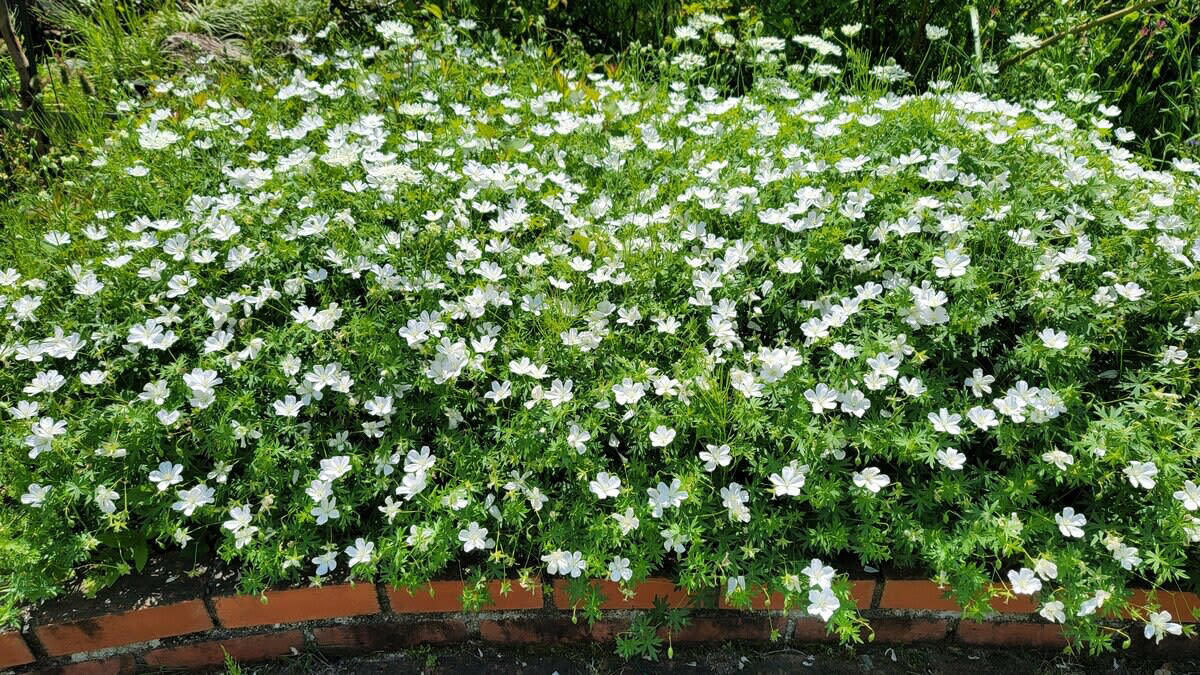 わが家の庭に植えてよかった！モリモリ花が咲く ゲラニウム, ゲラニウムは、半日陰の庭でも育てられます, ゲラニウムのお手入れ, 1株で幅1.5m以上に！草丈の低い品種はグランドカバーとしても優秀です
