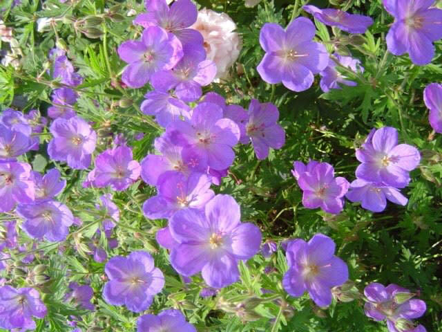 わが家の庭に植えてよかった！モリモリ花が咲く ゲラニウム, ゲラニウムは、半日陰の庭でも育てられます, ゲラニウムのお手入れ, 1株で幅1.5m以上に！草丈の低い品種はグランドカバーとしても優秀です