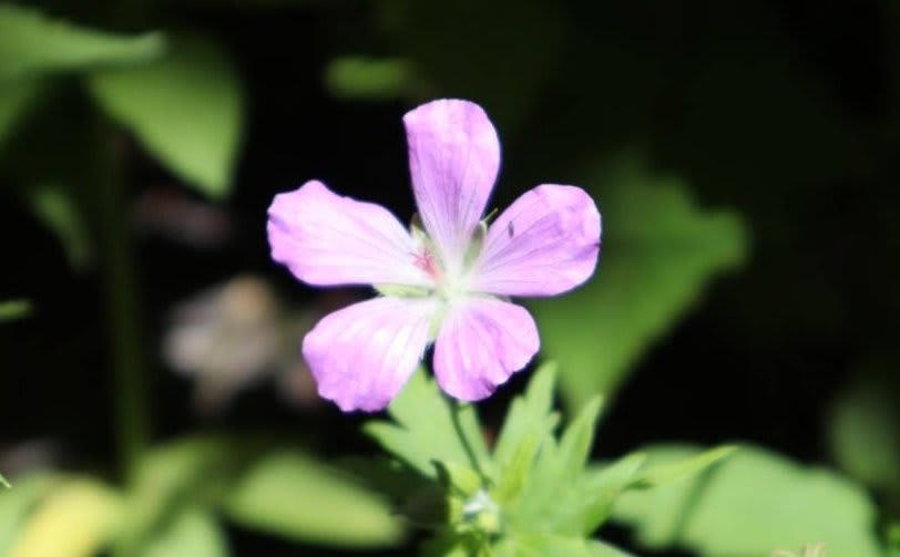 わが家の庭に植えてよかった！モリモリ花が咲く ゲラニウム, ゲラニウムは、半日陰の庭でも育てられます, ゲラニウムのお手入れ, 1株で幅1.5m以上に！草丈の低い品種はグランドカバーとしても優秀です