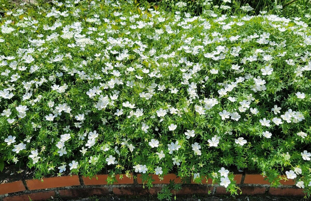わが家の庭に植えてよかった！モリモリ花が咲く ゲラニウム, ゲラニウムは、半日陰の庭でも育てられます, ゲラニウムのお手入れ, 1株で幅1.5m以上に！草丈の低い品種はグランドカバーとしても優秀です