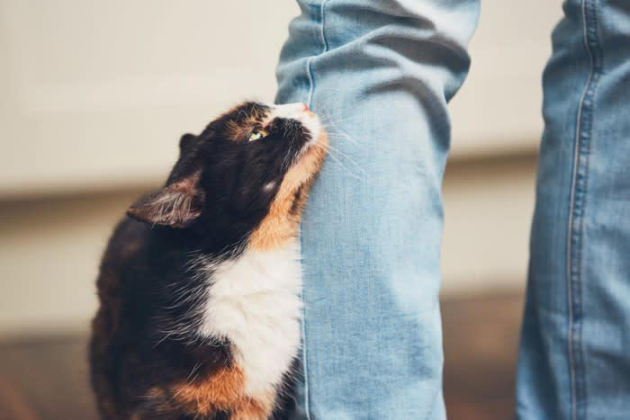 1.大きな猫だと思っている, 2.母親のように思っている, 3.鈍くさいと思っている, 4.ご飯をくれる人だと思っている