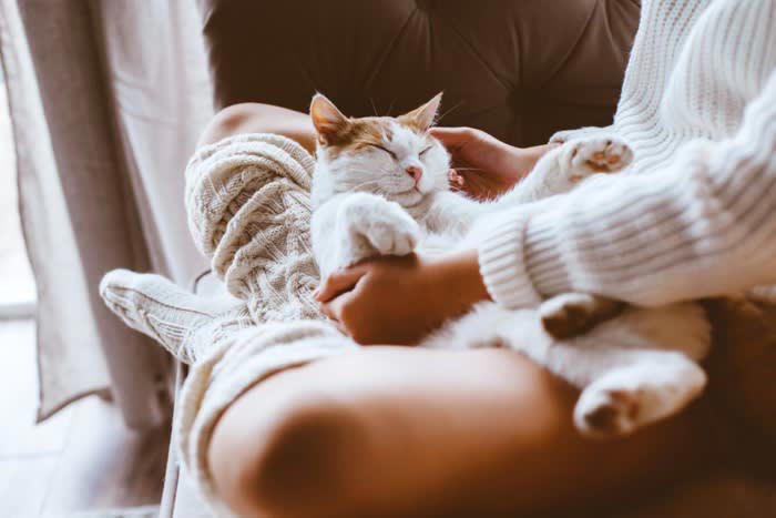 1.大きな猫だと思っている, 2.母親のように思っている, 3.鈍くさいと思っている, 4.ご飯をくれる人だと思っている