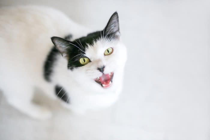 猫が『欲求不満』を抱えているサイン, 1.夜中に暴れる・走り回る, 2.家具や物をわざと落とす, 3.しつこく飼い主に向かって鳴く, 4.体を過剰に毛づくろいをする, 猫の欲求不満を解消するには？