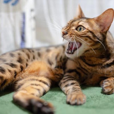 猫が『欲求不満』を抱えているサイン, 1.夜中に暴れる・走り回る, 2.家具や物をわざと落とす, 3.しつこく飼い主に向かって鳴く, 4.体を過剰に毛づくろいをする, 猫の欲求不満を解消するには？