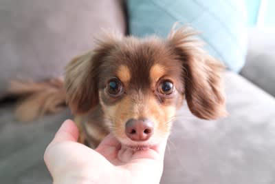 家族大好きな犬がみせる5つの行動, 1.家族のあとをついて歩く, 2.帰宅時に全力で喜ぶ, 3.体を預けて甘える, 4.表情や行動をよく観察する, 5.家族を守ろうとする, 情が厚い犬の特徴, 信頼関係を築くコツ, 毎日の関わりを丁寧にする, 叱るよりも褒める機会を増やす, 生活リズムを安定させる