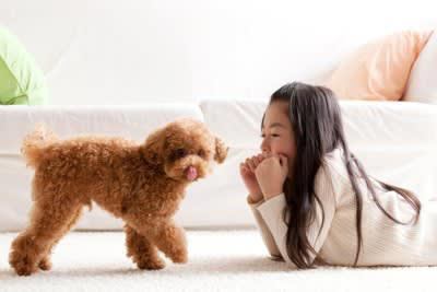 家族大好きな犬がみせる5つの行動, 1.家族のあとをついて歩く, 2.帰宅時に全力で喜ぶ, 3.体を預けて甘える, 4.表情や行動をよく観察する, 5.家族を守ろうとする, 情が厚い犬の特徴, 信頼関係を築くコツ, 毎日の関わりを丁寧にする, 叱るよりも褒める機会を増やす, 生活リズムを安定させる