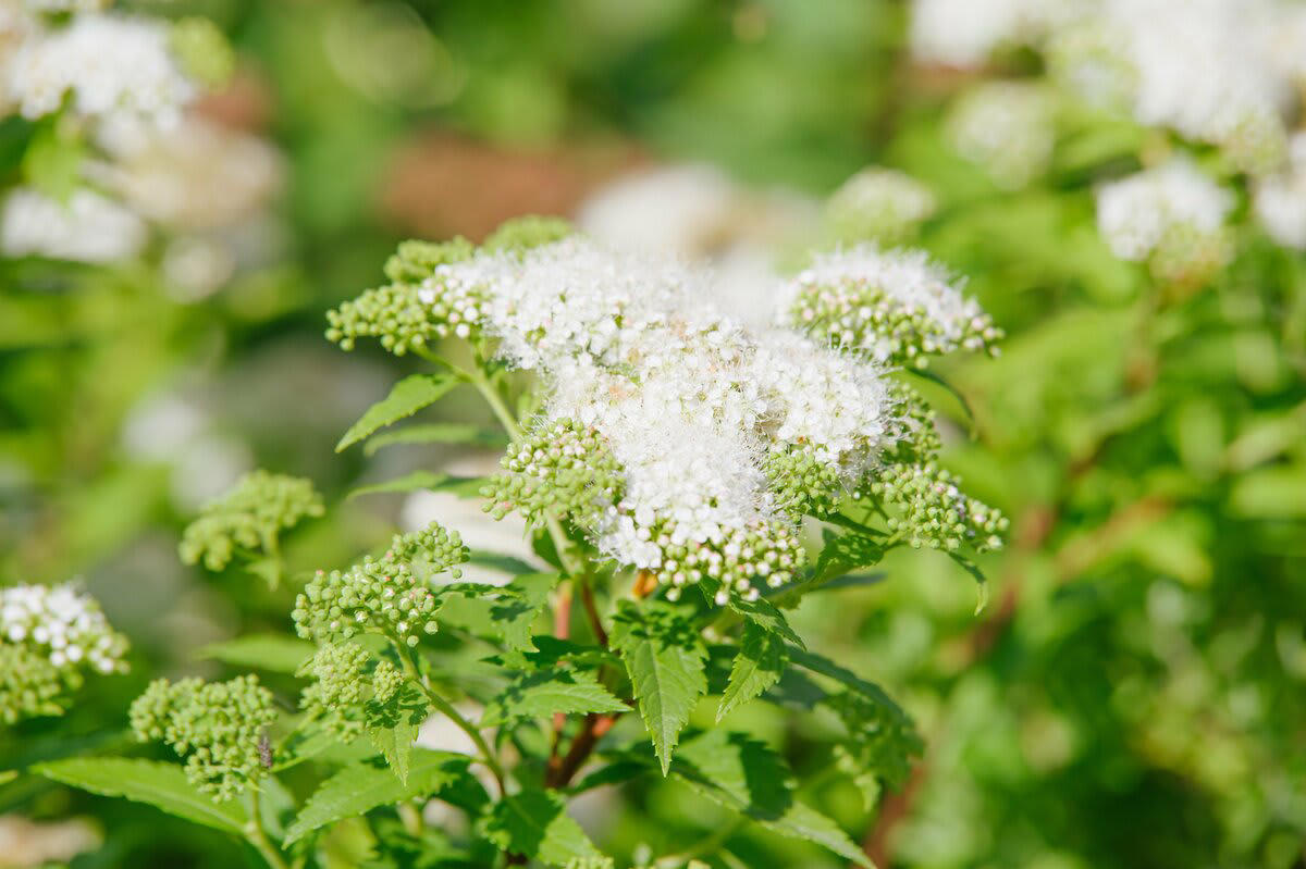 この記事で紹介する《春に白い花が咲く小さめ低木》3選, 今が植えどき！毎年白い花が楽しめる《小さめ低木》3選, シロバナシモツケ［落葉］, ヒメウツギ［落葉］, シロバナジンチョウゲ［常緑］, 春に白い花が咲く小さめ低木で、小さなスペースをおしゃれに, 【ガーデニング豆知識】日なた、日陰、半日陰、明るい日陰とは？