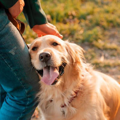 家族大好きな犬がみせる5つの行動, 1.家族のあとをついて歩く, 2.帰宅時に全力で喜ぶ, 3.体を預けて甘える, 4.表情や行動をよく観察する, 5.家族を守ろうとする, 情が厚い犬の特徴, 信頼関係を築くコツ, 毎日の関わりを丁寧にする, 叱るよりも褒める機会を増やす, 生活リズムを安定させる