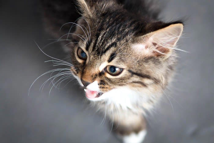 猫が飼い主を見つめながら鳴く理由5つ, 1.ごはんやおやつがほしい, 2.構ってほしい・甘えたい, 4.何か不満がある・環境が気になる, 5.体調不良や不安を訴えている, 正しい応え方のポイント, まずは視線の先を確認する, すぐに応えすぎない工夫をする, 内容に合った満たし方をする