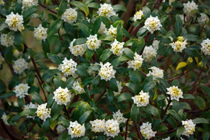 この記事で紹介する《春に白い花が咲く小さめ低木》3選, 今が植えどき！毎年白い花が楽しめる《小さめ低木》3選, シロバナシモツケ［落葉］, ヒメウツギ［落葉］, シロバナジンチョウゲ［常緑］, 春に白い花が咲く小さめ低木で、小さなスペースをおしゃれに, 【ガーデニング豆知識】日なた、日陰、半日陰、明るい日陰とは？