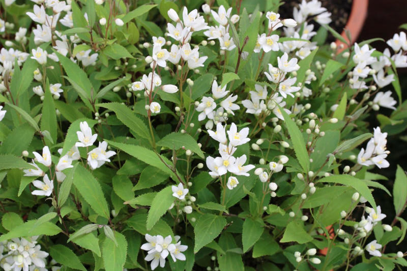 この記事で紹介する《春に白い花が咲く小さめ低木》3選, 今が植えどき！毎年白い花が楽しめる《小さめ低木》3選, シロバナシモツケ［落葉］, ヒメウツギ［落葉］, シロバナジンチョウゲ［常緑］, 春に白い花が咲く小さめ低木で、小さなスペースをおしゃれに, 【ガーデニング豆知識】日なた、日陰、半日陰、明るい日陰とは？