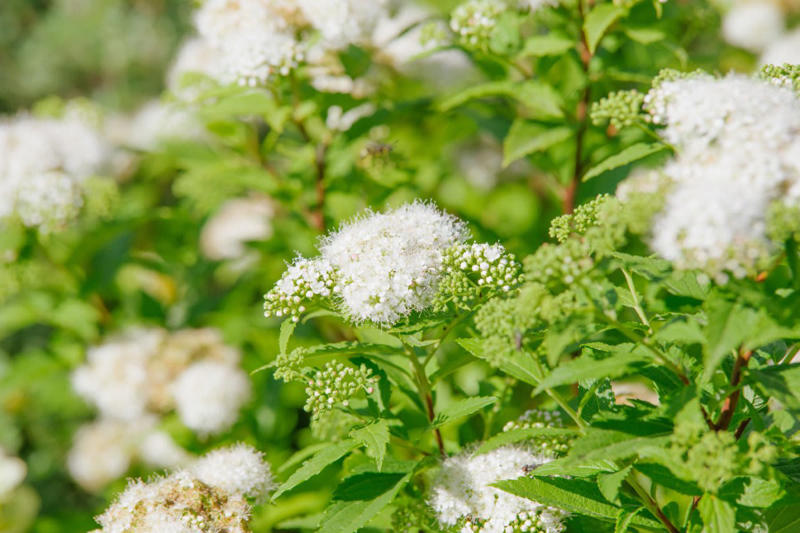 この記事で紹介する《春に白い花が咲く小さめ低木》3選, 今が植えどき！毎年白い花が楽しめる《小さめ低木》3選, シロバナシモツケ［落葉］, ヒメウツギ［落葉］, シロバナジンチョウゲ［常緑］, 春に白い花が咲く小さめ低木で、小さなスペースをおしゃれに, 【ガーデニング豆知識】日なた、日陰、半日陰、明るい日陰とは？