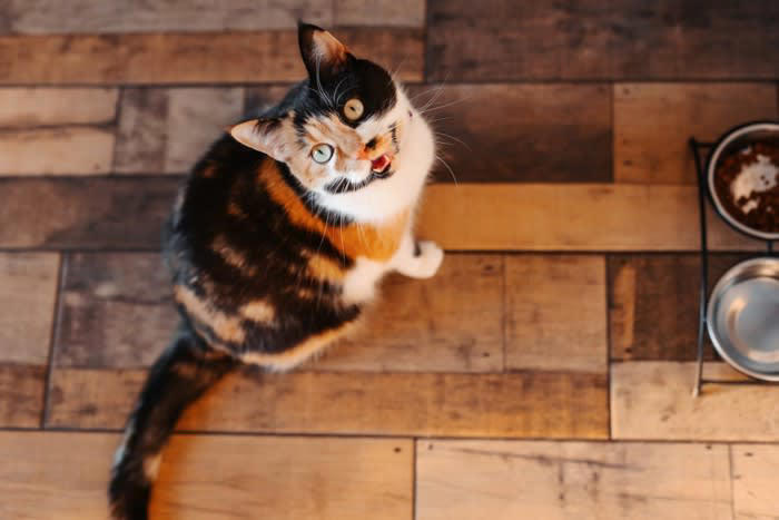 猫が飼い主を見つめながら鳴く理由5つ, 1.ごはんやおやつがほしい, 2.構ってほしい・甘えたい, 4.何か不満がある・環境が気になる, 5.体調不良や不安を訴えている, 正しい応え方のポイント, まずは視線の先を確認する, すぐに応えすぎない工夫をする, 内容に合った満たし方をする
