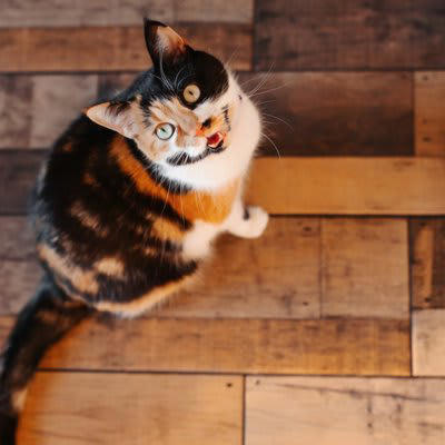猫が飼い主を見つめながら鳴く理由5つ, 1.ごはんやおやつがほしい, 2.構ってほしい・甘えたい, 4.何か不満がある・環境が気になる, 5.体調不良や不安を訴えている, 正しい応え方のポイント, まずは視線の先を確認する, すぐに応えすぎない工夫をする, 内容に合った満たし方をする