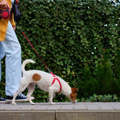 犬が「地面のニオイを嗅ぐ」3つの理由, 1.情報のチェック, 2.本能的な行動, 3.リラックス効果, やめさせた方がいい判断の基準, 散歩中に注意したいポイント, 「拾い食い」を徹底して防ぐ, リードの長さを適切に保つ, 「アイコンタクト」の練習をする