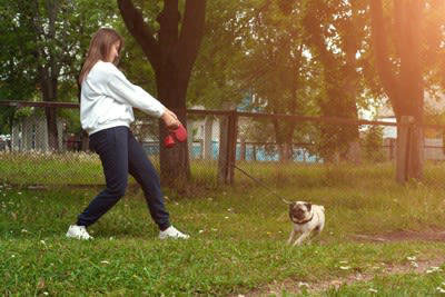 犬が「地面のニオイを嗅ぐ」3つの理由, 1.情報のチェック, 2.本能的な行動, 3.リラックス効果, やめさせた方がいい判断の基準, 散歩中に注意したいポイント, 「拾い食い」を徹底して防ぐ, リードの長さを適切に保つ, 「アイコンタクト」の練習をする