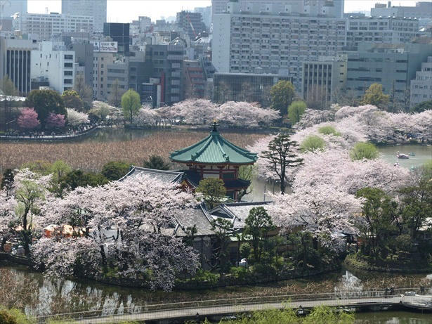 【文京区】六義園の桜 / 流れ落ちる滝のようなしだれ桜は必見, 【文京区】小石川後楽園の桜 / 多彩な桜が楽しめる、水戸徳川家上屋敷の庭園, 【台東区】上野恩賜公園の桜 / 江戸時代より親しまれる桜の名所, 【足立区】舎人公園の桜 / 日米友好の証、レーガン桜を見ることができる, 【渋谷区】代々木公園の桜 / 広い芝生の上で満開の桜を楽しむ, 【練馬区】石神井公園の桜 / 遊歩道やボートから美しい桜を鑑賞, 【練馬区】都立光が丘公園の桜 / 都会の喧噪を忘れて花見を楽しむ, 【杉並区】善福寺川緑地・和田堀公園の桜 / 川に沿って伸びる散策路沿いの桜並木が人気, 【調布市】都立神代植物公園の桜 / 花期が異なる約60種類の桜で長く観桜を楽しめる, 【稲城市】よみうりランドの桜 / ジェットコースターから史上最速の花見を体験, 【青梅市】梅岩寺の桜 / 青梅名物の巨大なしだれ桜, 【青梅市】釜の淵公園の桜 / 名所として知られる桜並木