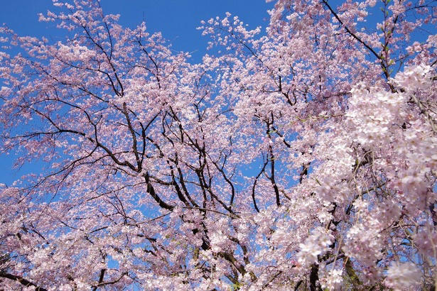 【文京区】六義園の桜 / 流れ落ちる滝のようなしだれ桜は必見, 【文京区】小石川後楽園の桜 / 多彩な桜が楽しめる、水戸徳川家上屋敷の庭園, 【台東区】上野恩賜公園の桜 / 江戸時代より親しまれる桜の名所, 【足立区】舎人公園の桜 / 日米友好の証、レーガン桜を見ることができる, 【渋谷区】代々木公園の桜 / 広い芝生の上で満開の桜を楽しむ, 【練馬区】石神井公園の桜 / 遊歩道やボートから美しい桜を鑑賞, 【練馬区】都立光が丘公園の桜 / 都会の喧噪を忘れて花見を楽しむ, 【杉並区】善福寺川緑地・和田堀公園の桜 / 川に沿って伸びる散策路沿いの桜並木が人気, 【調布市】都立神代植物公園の桜 / 花期が異なる約60種類の桜で長く観桜を楽しめる, 【稲城市】よみうりランドの桜 / ジェットコースターから史上最速の花見を体験, 【青梅市】梅岩寺の桜 / 青梅名物の巨大なしだれ桜, 【青梅市】釜の淵公園の桜 / 名所として知られる桜並木