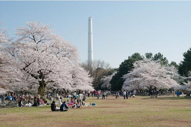 【文京区】六義園の桜 / 流れ落ちる滝のようなしだれ桜は必見, 【文京区】小石川後楽園の桜 / 多彩な桜が楽しめる、水戸徳川家上屋敷の庭園, 【台東区】上野恩賜公園の桜 / 江戸時代より親しまれる桜の名所, 【足立区】舎人公園の桜 / 日米友好の証、レーガン桜を見ることができる, 【渋谷区】代々木公園の桜 / 広い芝生の上で満開の桜を楽しむ, 【練馬区】石神井公園の桜 / 遊歩道やボートから美しい桜を鑑賞, 【練馬区】都立光が丘公園の桜 / 都会の喧噪を忘れて花見を楽しむ, 【杉並区】善福寺川緑地・和田堀公園の桜 / 川に沿って伸びる散策路沿いの桜並木が人気, 【調布市】都立神代植物公園の桜 / 花期が異なる約60種類の桜で長く観桜を楽しめる, 【稲城市】よみうりランドの桜 / ジェットコースターから史上最速の花見を体験, 【青梅市】梅岩寺の桜 / 青梅名物の巨大なしだれ桜, 【青梅市】釜の淵公園の桜 / 名所として知られる桜並木