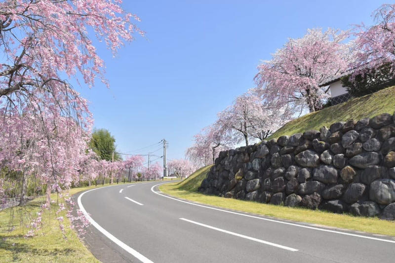 この春、絶対に行ってほしい道の駅！ 春の香りに包まれるドライブ旅へ, 1｜施設を彩る桜並木と極上の滞在体験, 道の駅たかねざわ元気あっぷむら（栃木県高根沢町）, 2｜温室に広がる春色！ 一足早い花摘み体験, 道の駅おおつの里 花倶楽部（千葉県南房総市）, 3｜世界一の渦潮と淡路島グルメの競演, 道の駅うずしお（兵庫県南あわじ市）, 4｜予約殺到！ 希少なブランドいちごの聖地, 道の駅大和路へぐり（奈良県平群町）, 5｜富山湾の神秘！ 春限定のホタルイカを味わい尽くす, 道の駅ウェーブパークなめりかわ（富山県滑川市）, 【まとめ】道の駅で、日本の春を遊び尽くそう
