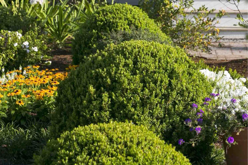 Camellia, Forsythia, Gardenia, Flowering Quince, Loropetalum, Mock Orange, Pittosporum, Viburnum
